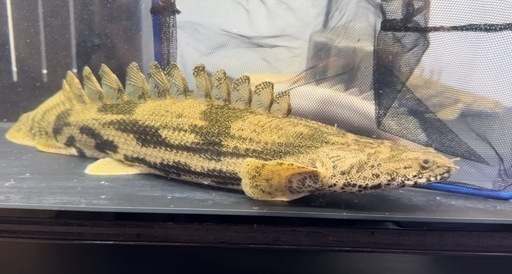 エンドリショート　大きめ