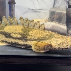 エンドリショート　大きめ