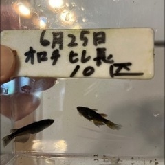 オロチ鰭長メダカの若魚〜稚魚（1センチ〜1、5センチ） 7匹50...