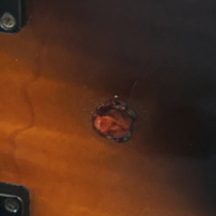 【レア仕様！】Gibson Memphis ES-335 DOT figured メンフィスデカール付き 2002年製