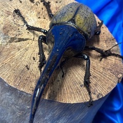 ヘラクレスオオカブト♂２匹