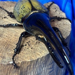 ヘラクレスオオカブト♂２匹