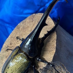 ヘラクレスオオカブト♂２匹