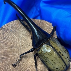 ヘラクレスオオカブト♂２匹