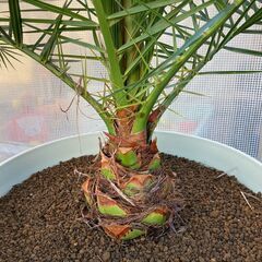 ワシントンヤシ その他の中古が安い！激安で譲ります・無料であげます  