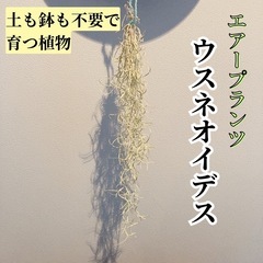 決まりました)エアープランツ ウスネオイデス 太葉　土も鉢も不要...