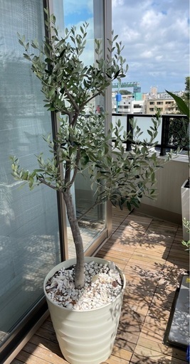オリーブ　全高183cm