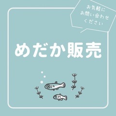 Ａ　メダカ販売してます！卵・稚魚