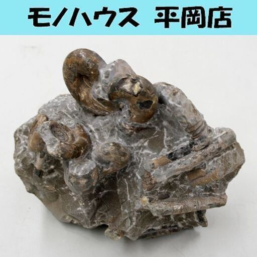 ② アンモナイト ノジュール 1.83kg 北海道 苫前町 古丹別川 化石 インテリア クリーニング 研究 札幌市 清田区 平岡