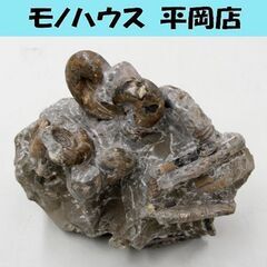 ② アンモナイト ノジュール 1.83kg 北海道 苫前町 古丹別川