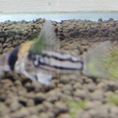 【3匹】コリドラス・コルレア　4cmサイズ 熱帯魚　生体