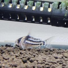 3匹】コリドラス・コルレア 4cmサイズ 熱帯魚 生体