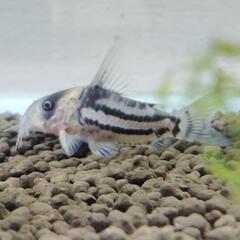 【3匹】コリドラス・コルレア　4cmサイズ 熱帯魚　生体