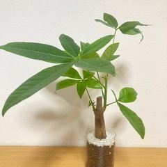 【大きめサイズ】パキラ　観葉植物　ハイドロカルチャー③