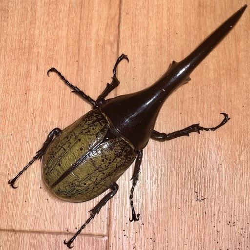 ヘラクレスオオカブト 約150㎜ペア