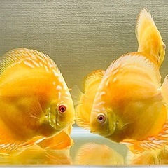 2匹　ディスカス　アルビノイエローダイヤモンド