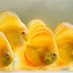 2匹　ディスカス　アルビノイエローダイヤモンド