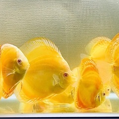 2匹　ディスカス　アルビノイエローダイヤモンド