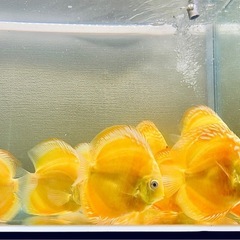2匹　ディスカス　アルビノイエローダイヤモンド