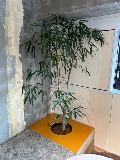 EMP サンセベリア オペラハウス / SA307 サンセベリア オペラハウス