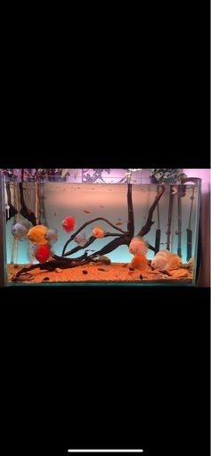 熱帯魚