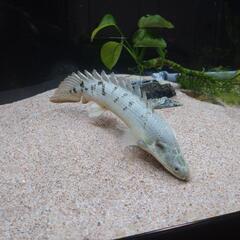 ポリプテルスデルヘッジ