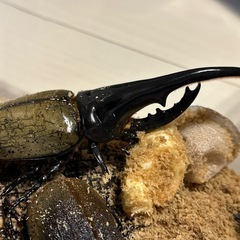 ヘラクレスオオカブト　ペア　オス140mmぐらい ヘラクレスオオカブト ペア オス140mmぐらい