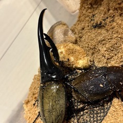 ヘラクレスオオカブト　ペア　オス140mmぐらい　