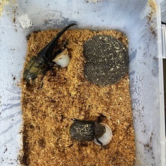 ヘラクレスオオカブト ペア オス140mmぐらい