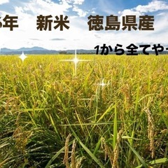 徳島県産コシヒカリ　令和6年 新米　15キロ　精米済み　1から全...