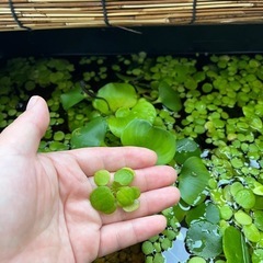 アマゾンフロッグピット　浮草　水草　ビオトープ