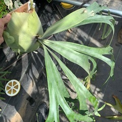 P. E-1 　ビカクシダ　白ビフ