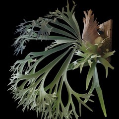 P. E-1 　ビカクシダ　白ビフ