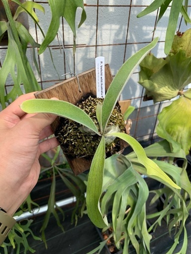 P. Veitchii wild Australia ベイチー　ビカクシダ