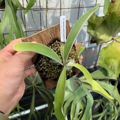 P. Veitchii wild Australia ベイチー　ビカクシダ