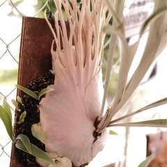 P. Veitchii wild Australia ベイチー　ビカクシダ