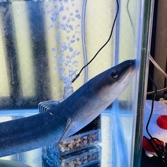 でっかいウナギの生体