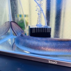 でっかいウナギの生体