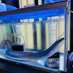 でっかいウナギの生体