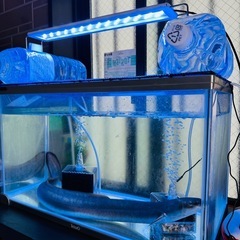 でっかいウナギの生体