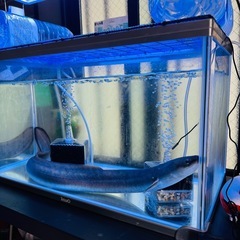 でっかいウナギの生体