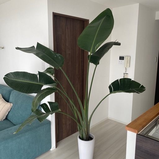 【決まりました】オーガスタ 2m30cm 鉢付き　観葉植物