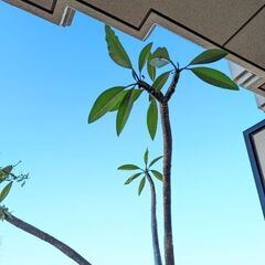 プルメリア　大型　