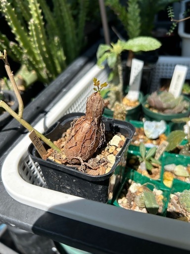 デカリー 根挿し 実生】オペルクリカリア パキプス グラキリス アガベ