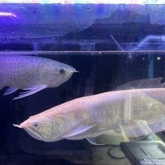 アルビノシルバーアロワナ50センチ