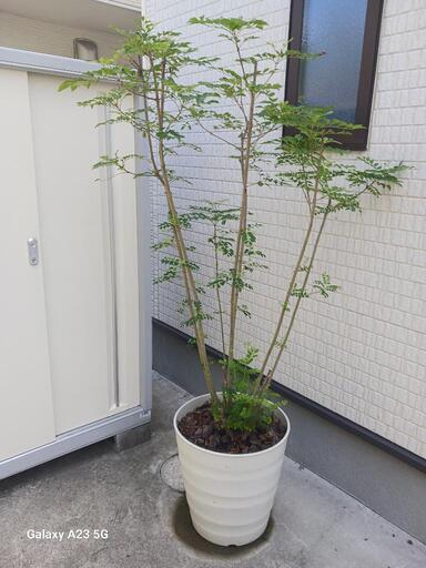 シマトネリコ　木　植栽　ガーデニング