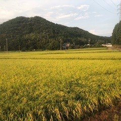 再販売‼️令和6年度産新米❣️