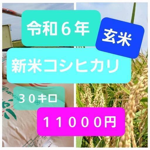 令和６年　新米　コシヒカリ　玄米　３０キロ　②