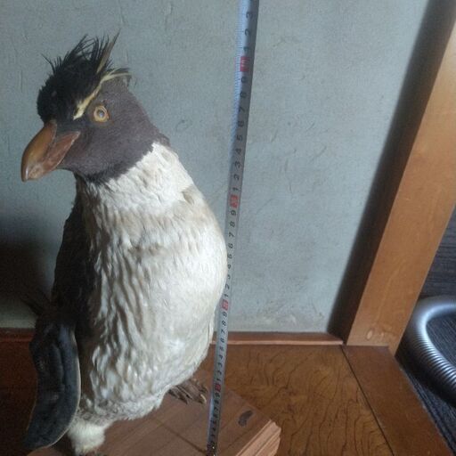 ペンギン剥製