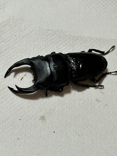 国産オオクワガタ